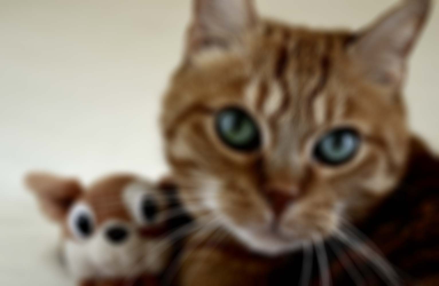 Clinique vétérinaire Valmont Repentigny