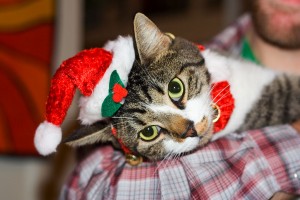 chat noel
