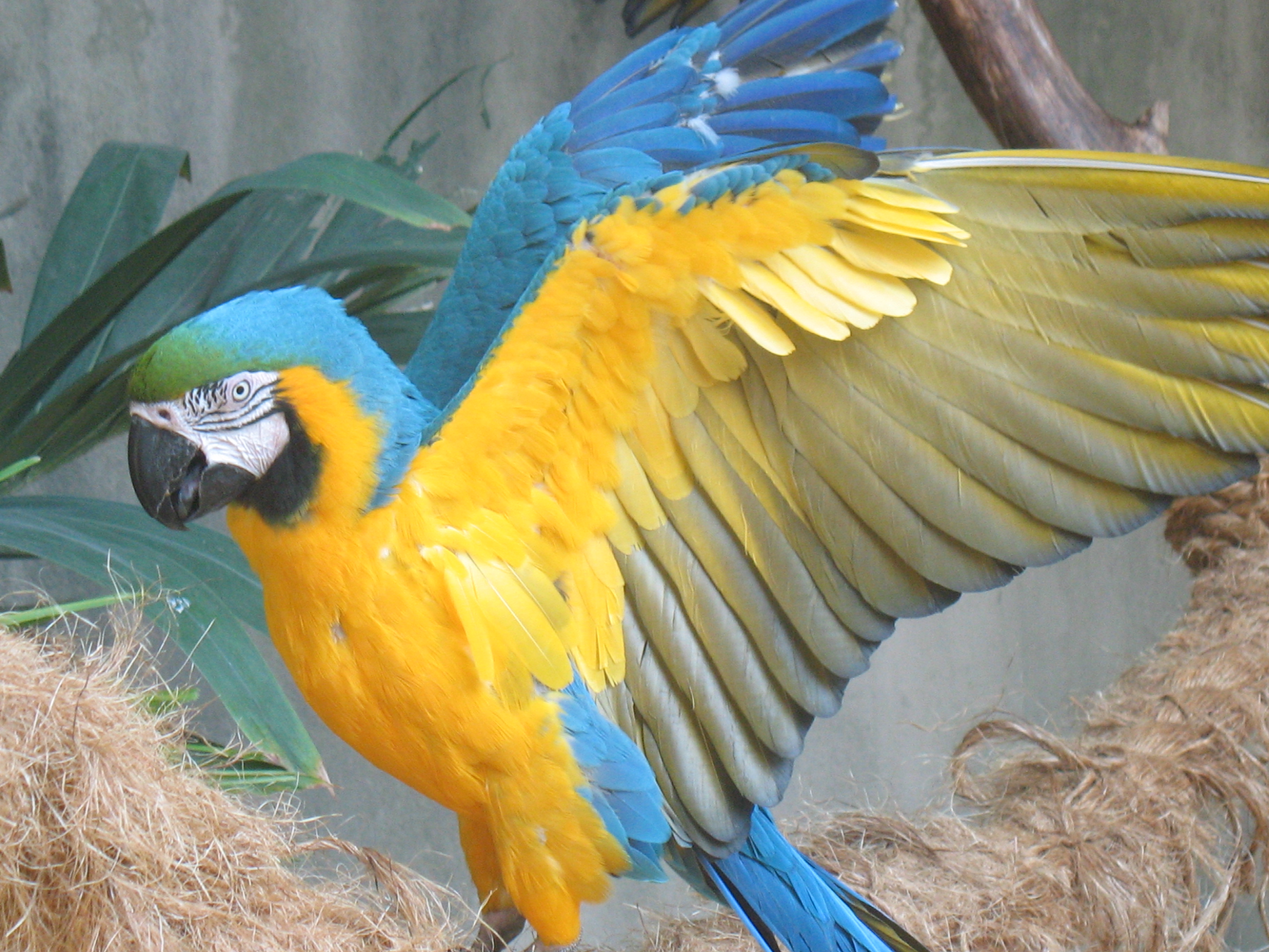 Blue-gold_macaw_wings_outstretched