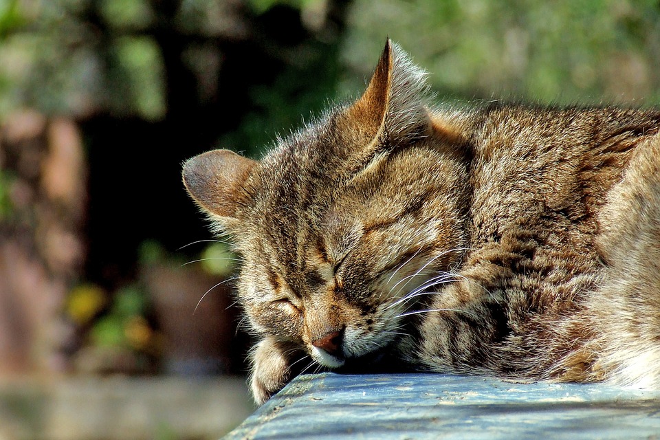 Garden Cat Sleeping Brown Domestic Tabby Cute