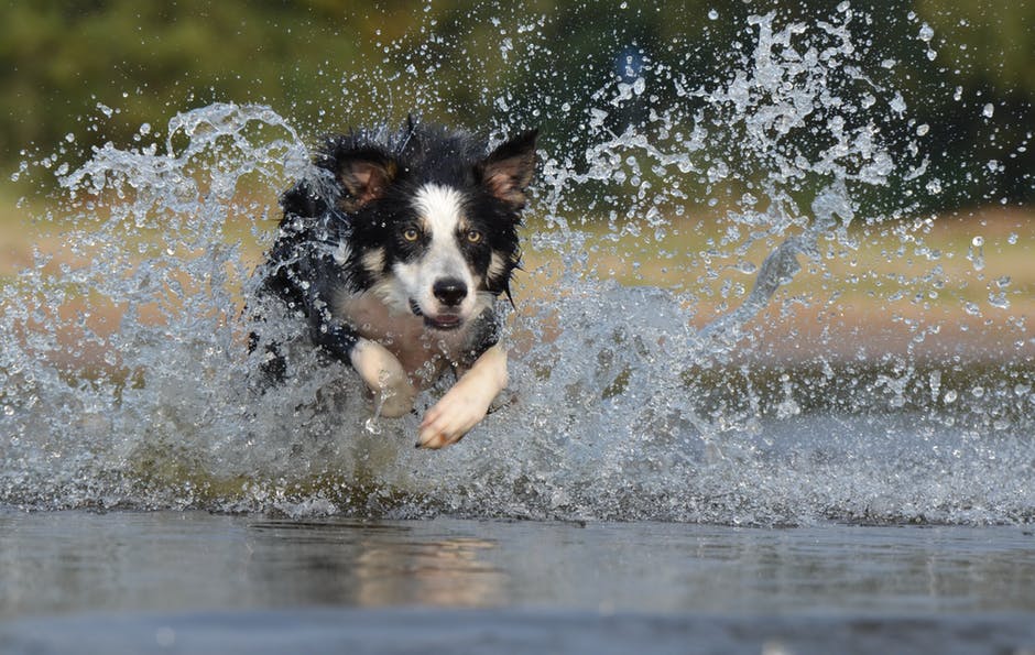 border-collie-jump-water-british-sheepdog-37860