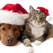 Chat-chien Noël