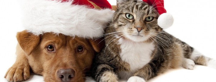 Chat-chien Noël