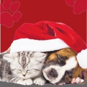 Image 2 - Temps des fêtes (2)